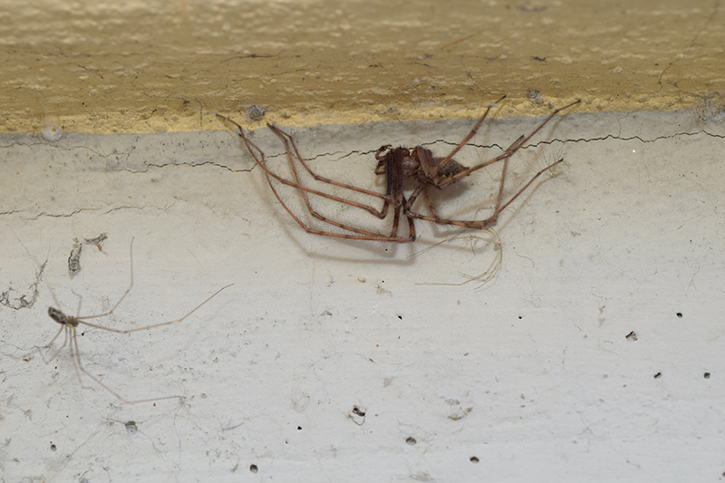 Tegenaria sp.? S, Tegenaria parietina, maschio  -  Viadana (MN)